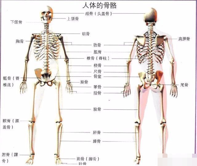 人体共有206块骨头,中国人却只有204块,少的两块去哪里了?