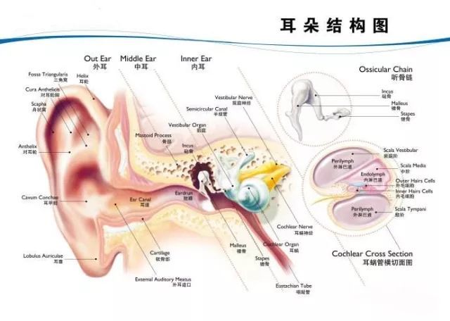 其中, 据不完全统计,50%~70%的眩晕症状是前庭系统出问题而造成的.