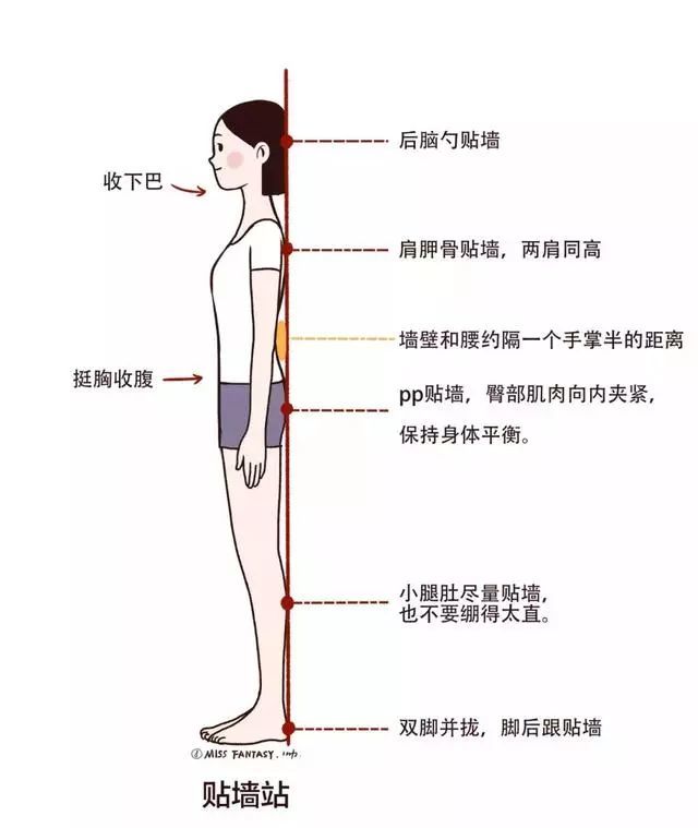 骨盆前倾,前倾,肩膀,瑜伽