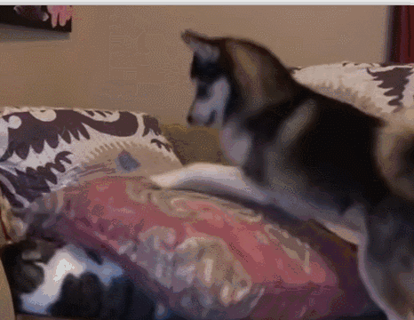 二哈叫猫咪起床,居然做出这个举动!网友一看都笑趴了!