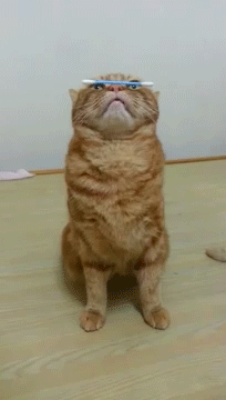 壁纸 动物 狗 狗狗 猫 猫咪 小猫 桌面 204_360 gif 动态图 动图