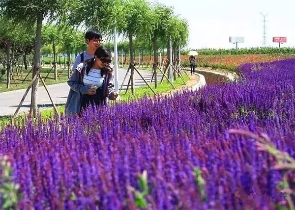 京郊薰衣草乐园，花儿都开好了 快去拍照吧[墙根网]