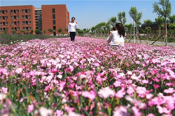 京郊薰衣草乐园，花儿都开好了 快去拍照吧[墙根网]