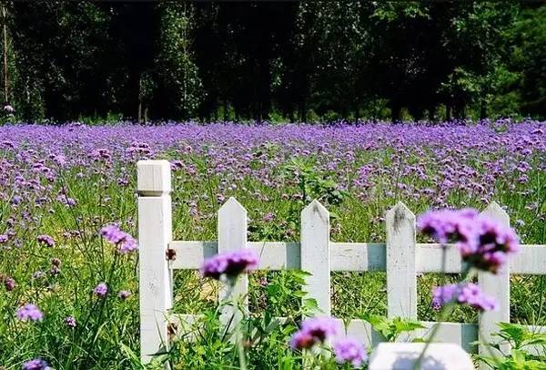 京郊薰衣草乐园，花儿都开好了 快去拍照吧[墙根网]