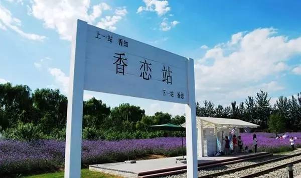 京郊薰衣草乐园，花儿都开好了 快去拍照吧[墙根网]