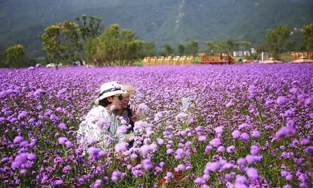 京郊薰衣草乐园，花儿都开好了 快去拍照吧[墙根网]