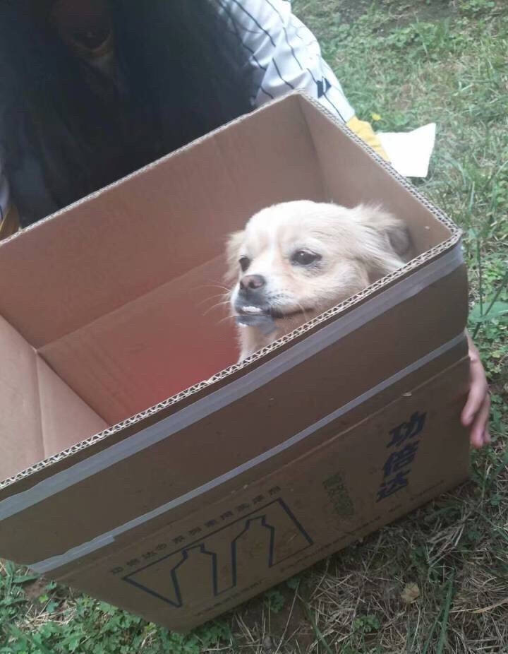 网曝大连一高校保安清理流浪狗 将小奶狗扔下