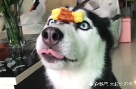 搞笑GIF:上次世界杯和女友分手了,我引以为戒