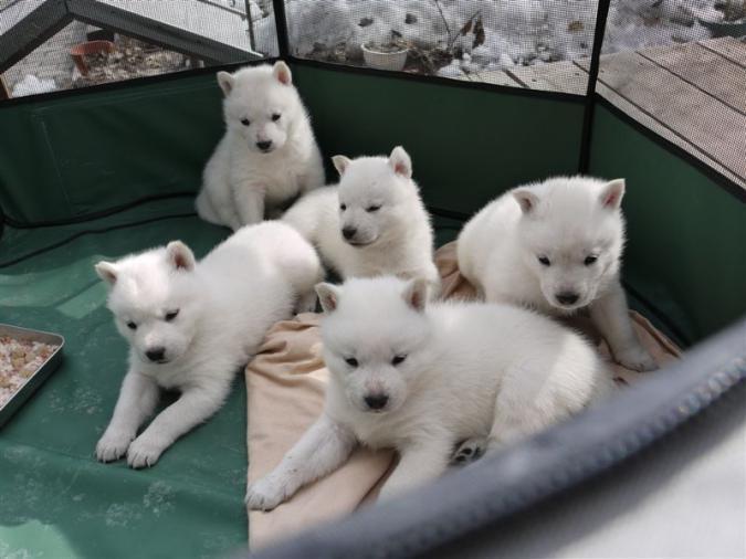 日本除了柴犬 还有四种名犬 第三种大多数人认为来自欧洲 看点快报