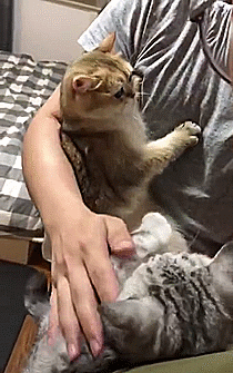 猫咪,橘猫,宠物,喵星人