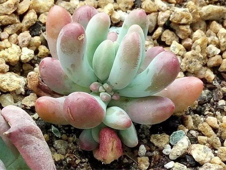 多肉植物害虫1盆传染10盆 快速除虫妙招 看点快报