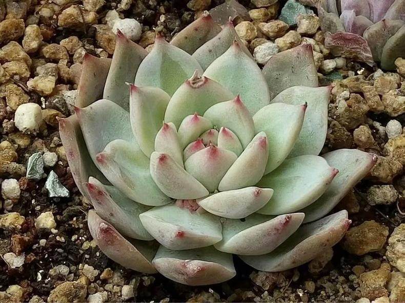多肉植物害虫1盆传染10盆 快速除虫妙招 看点快报