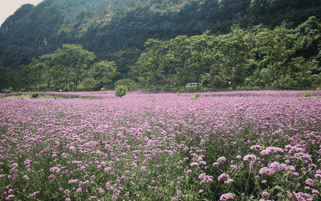 源起月亮山原始森林,向西流经荔波县城.