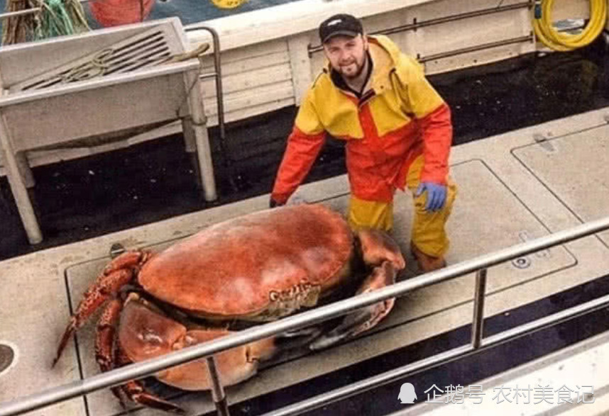 见识下世界上最大的螃蟹,重量可达30公斤,光蟹钳就够我吃三天