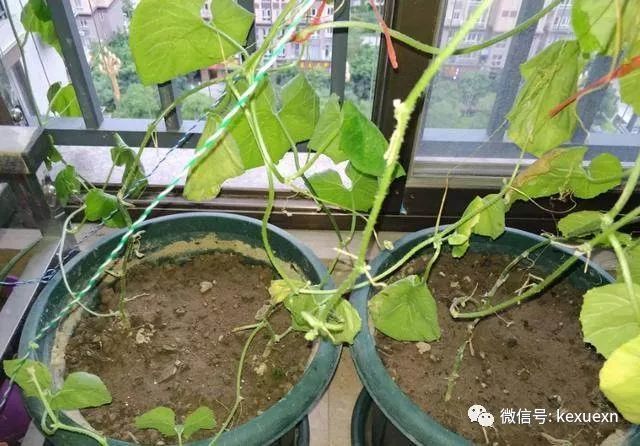 阳台上种植甜瓜,想法很不错,但是长得却不好,花友心里着急