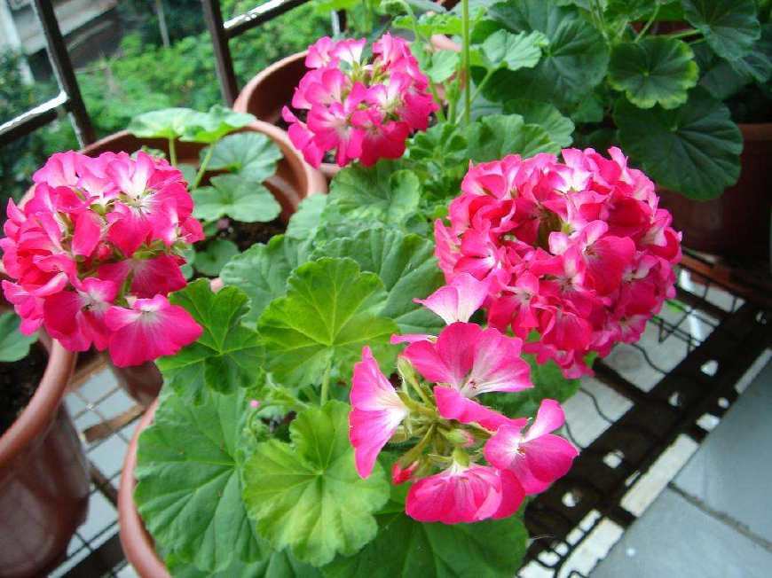 这花花期长又漂亮,一个扦插小窍门,十天就生根