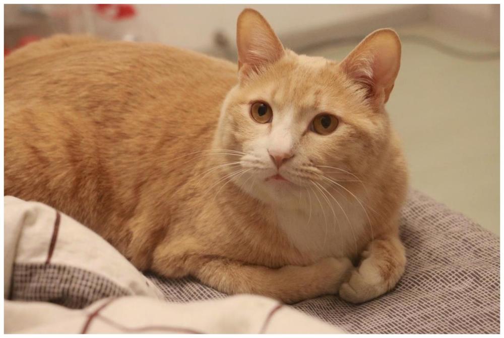 小伙觉得养的橘猫不长个,偶然抱起后,深受启发