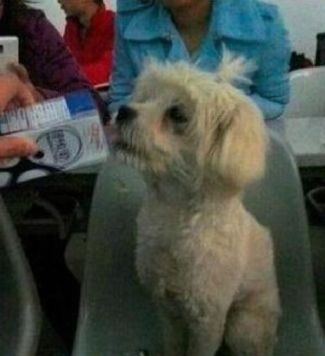 流浪母狗爱去蹭课,保安一个不慎,将它打死丢垃