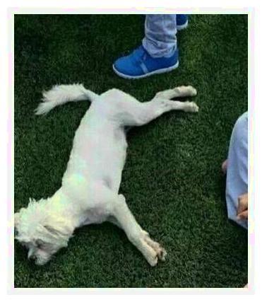 流浪母狗爱去蹭课,保安一个不慎,将它打死丢垃