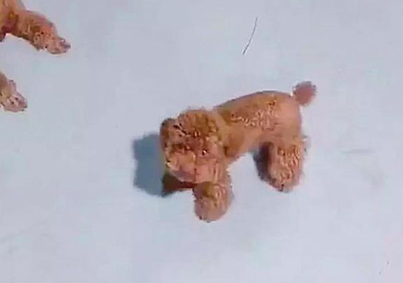 泰迪不能走在地上拖行,主人上去就是一脚,身边