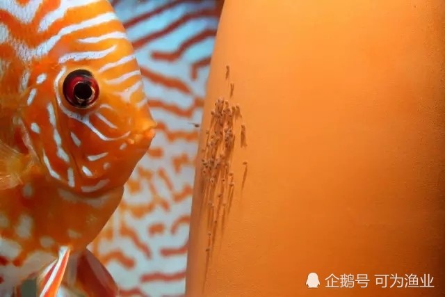 1七彩神仙鱼发育第一天,受精卵粘附在产卵桶上