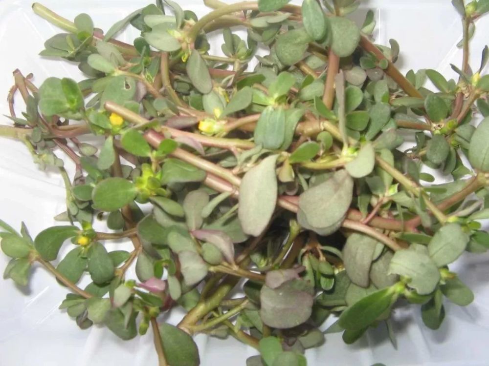 揭西农村神草马齿苋,99%的人不知道它的神奇作用!
