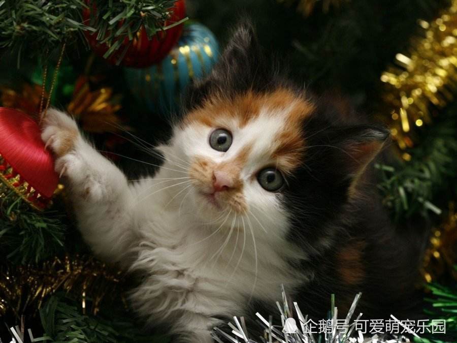 猫咪太活泼了,怎么让它老实一点?