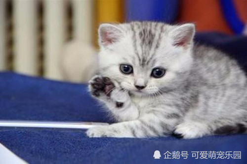 猫咪太活泼了,怎么让它老实一点?