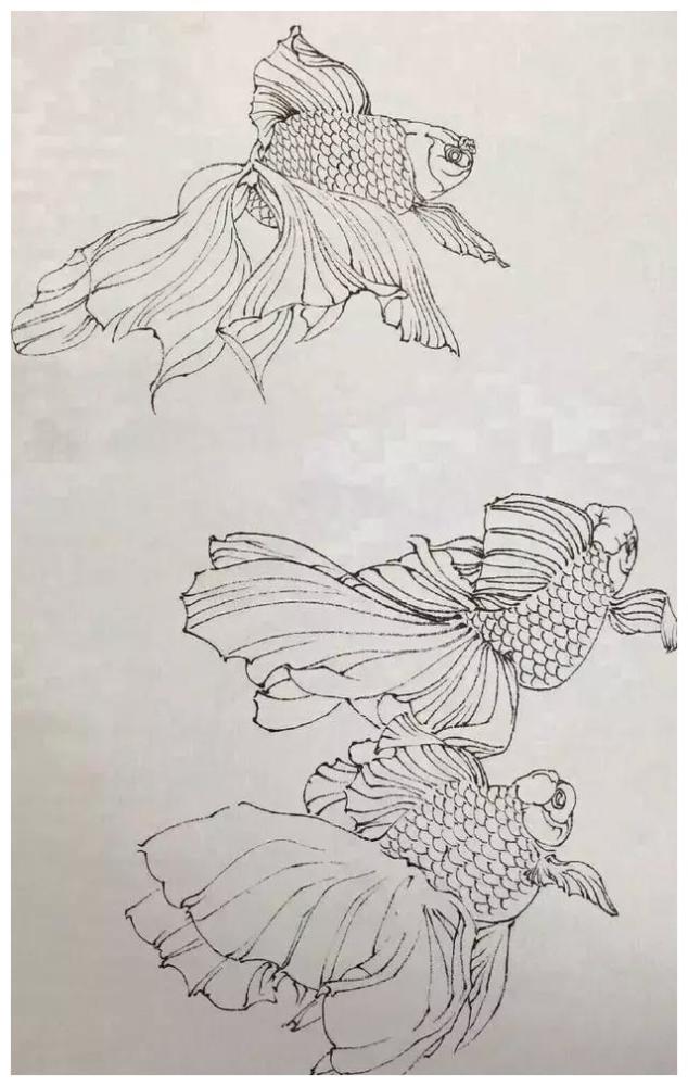 金鱼素描赏析