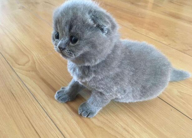 蓝猫谈恋爱不愿意回家,主人只能这样带它回家