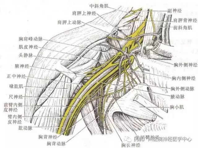 周围神经损伤的分类与康复治疗,民航神经