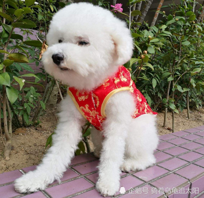 宠物狗拉屎的问题,怎么样让狗去厕所大便,这里