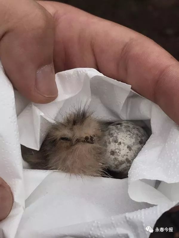 网友在永春仙夹发现了一只被遗弃小鸟,估计是猫头鹰幼仔和一个蛋,里面