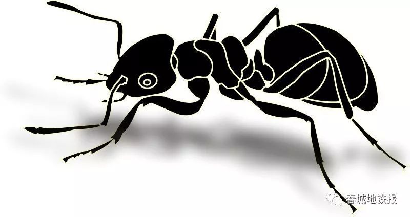 把东北黑蚂蚁带到昆明