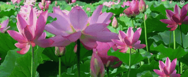 免费!南充这里的百亩荷花开了,美美美美美出新高度