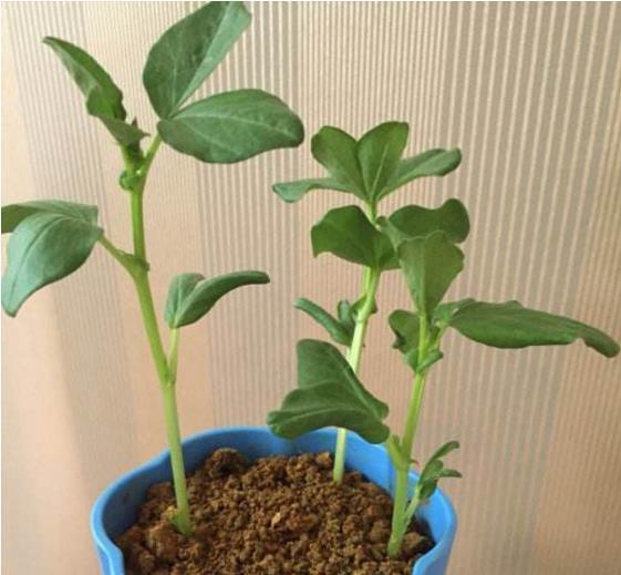 发芽以后就可以把蚕豆移植到盆里,只要有水和阳光,它就会茁壮成长