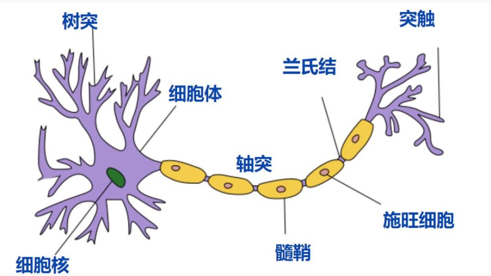 味蕾细胞三周一换新,怎样才能不和神经搭错线?