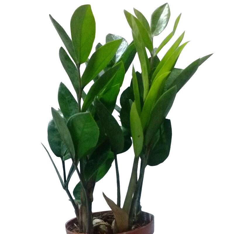 家里有金钱树吗,和大家分享一下金钱树蹭蹭长