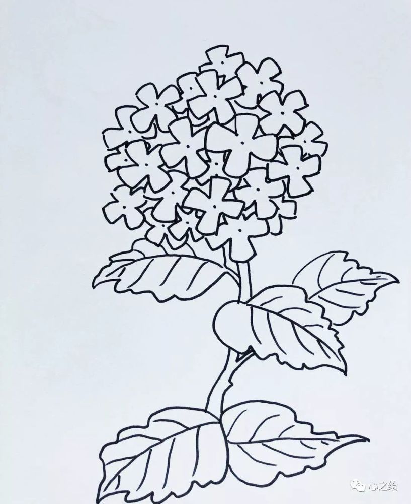 简笔画-绣球花