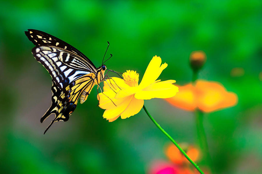 蝴蝶,色彩鲜艳非常漂亮,它有一对球形复眼,它能捕捉到人类看不到的