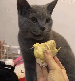 壁纸 动物 猫 猫咪 小猫 桌面 264_284 gif 动态图 动图