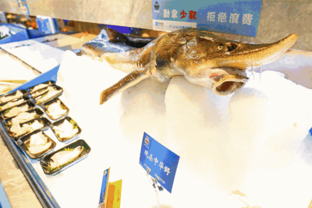 京城小青岛这家海鲜自助餐厅性价比吊炸天!扶墙进扶
