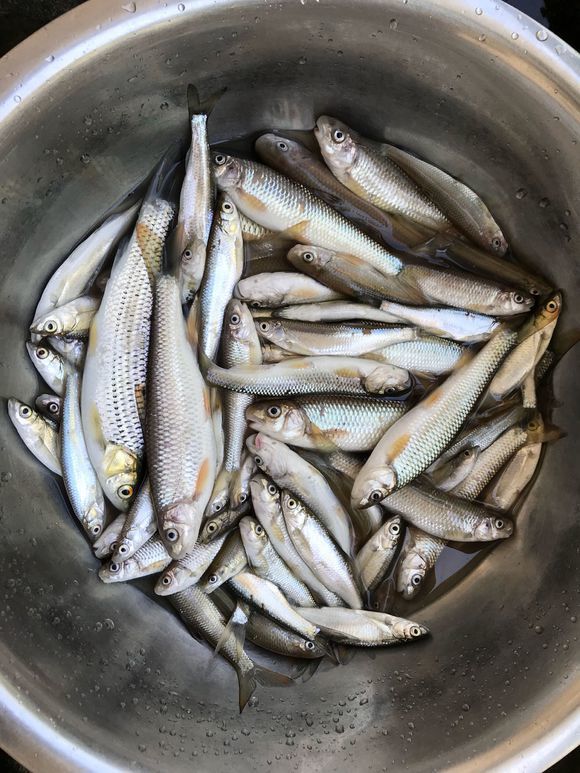 深山黑龙潭,钓获数十条重唇鱼,疑是稀罕的白甲鱼,几百一斤
