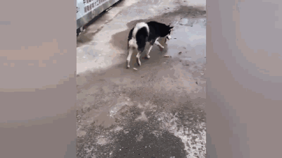 二哈跳水坑滑倒,居然转身就躺下:饭点到了再来接我