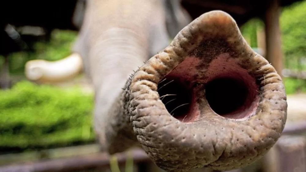 大象鼻子这么长,鼻屎到底是怎么清理的?