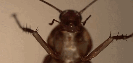 如何克服对蟑螂的恐惧?能看完这部角度刁钻的纪录片你