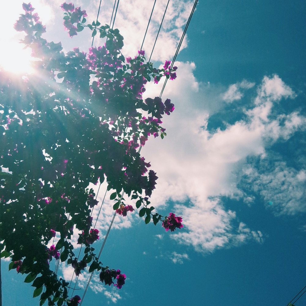 一人花开,一人花落,一人的好天气