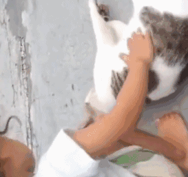 熊孩子欺负流浪猫,猫咪转身就是一巴掌,网友直呼:真解气