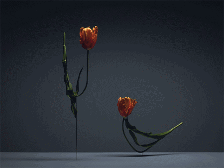 花艺可以这么做,跳舞的郁金香!