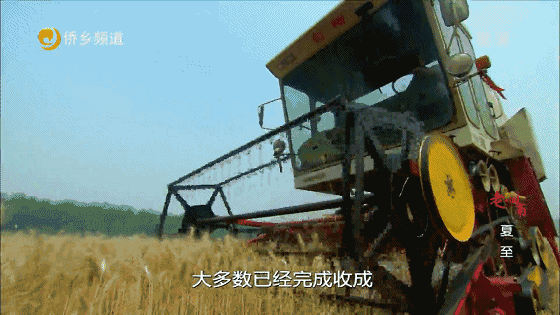 而另外一种粮食作物小麦,也已经完成了这一季的历史使命,大多数已经